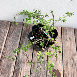 真珠コケモモ♪パールのような実がなる♪着生植物♪ 13枚目の画像