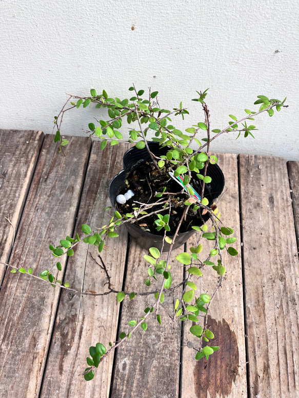 真珠コケモモ♪パールのような実がなる♪着生植物♪ 13枚目の画像