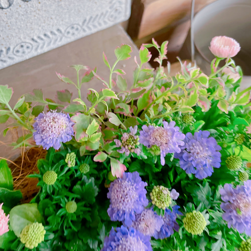 ラスト！春♡6種類たっぷり寄せ植え♡【かわいいガーデニング