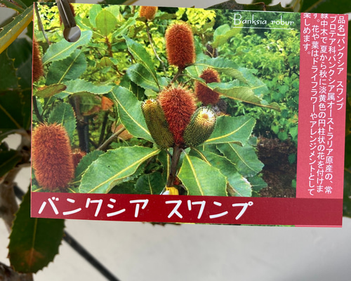 バンクシア スワンプ&ウォールム 花付き株 2鉢セット バンクシア スワンプ&ウォールム 花付き株 2鉢セット