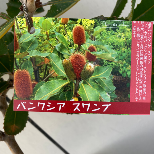 バンクシア スワンプ☆大株☆ガーデニング☆ アートフラワー bloom 