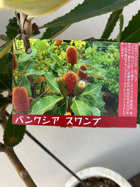 バンクシア スワンプ☆大株☆ガーデニング☆ アートフラワー bloom