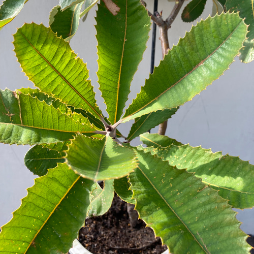 バンクシア スワンプ☆大株☆ガーデニング☆ アートフラワー bloom