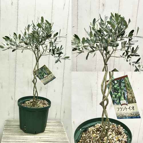 珍しい品種♡ 編み込み 盆栽♪ オリーブの木 6号スリット鉢