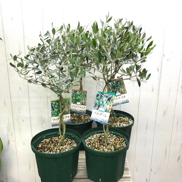 オリーブの木　ワッガベルダル　6号　60cm　NO.167　希少品種　観葉植物 珍しい品種♡ 編み込み 盆栽♪ オリーブの木 6号スリット鉢