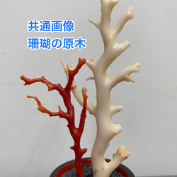 【高知産⭐︎宝石珊瑚】モモイロサンゴ　花彫刻　K18YGピアス 20枚目の画像