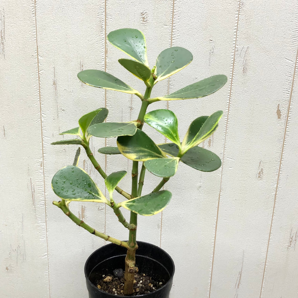 珍種  斑入り  クルシア ロゼア  Clusia rosea variegata 4枚目の画像