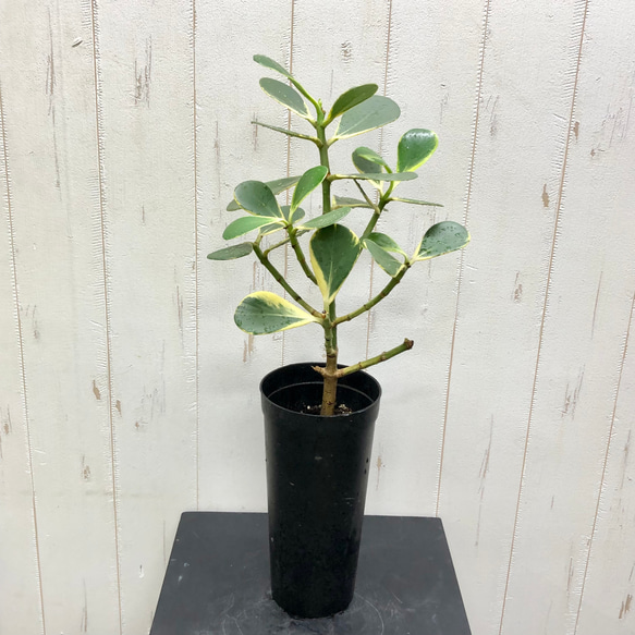 珍種 斑入り クルシア ロゼア Clusia rosea variegata その他