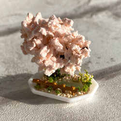 桜の木のミニチュア盆栽[公園] 3枚目の画像