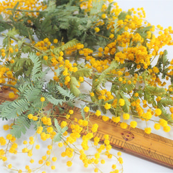 「 ミモザ 小枝10本」 ドライフラワー  自然乾燥中 キャンドル リース ハーバリウムなどのハンドメイド素材、花材に 4枚目の画像