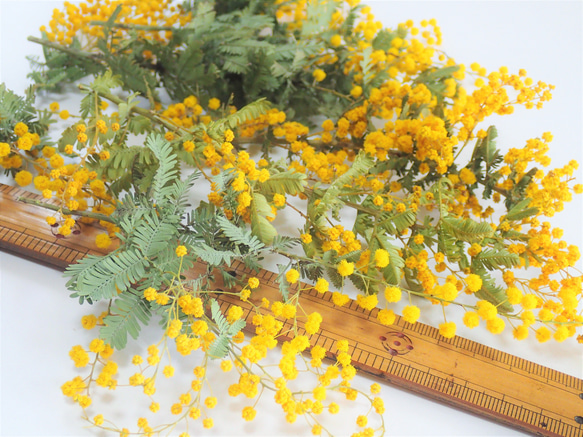 「 ミモザ 小枝10本」 ドライフラワー  自然乾燥中 キャンドル リース ハーバリウムなどのハンドメイド素材、花材に 4枚目の画像