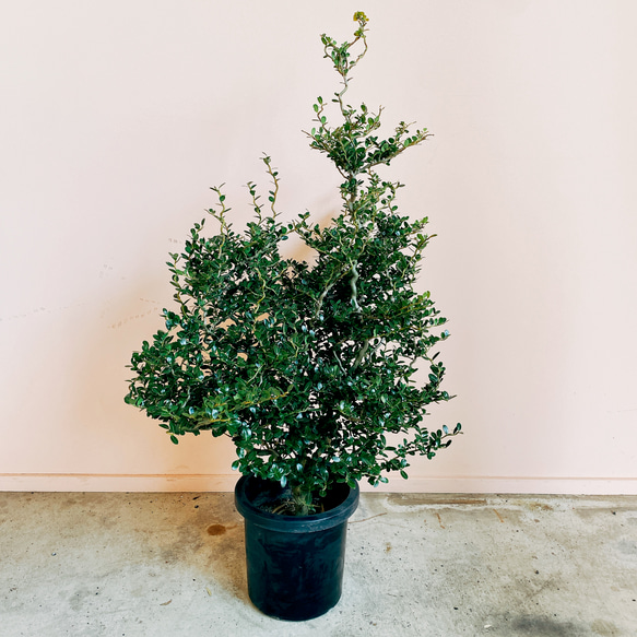 現品］☆スパイラルドラゴン☆ 雲龍ツゲ 観葉植物 屋外 植木