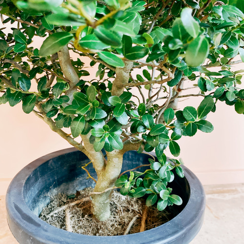 現品］☆スパイラルドラゴン☆ 雲龍ツゲ 観葉植物 屋外 植木