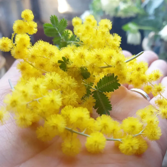 ★春色新作2023★ハーバリウム『 mimosa（ミモザ）№7 』 10枚目の画像
