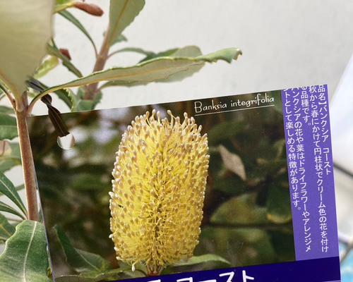 バンクシア コースト☆特大株☆ガーデニング☆ドライフラワー アート