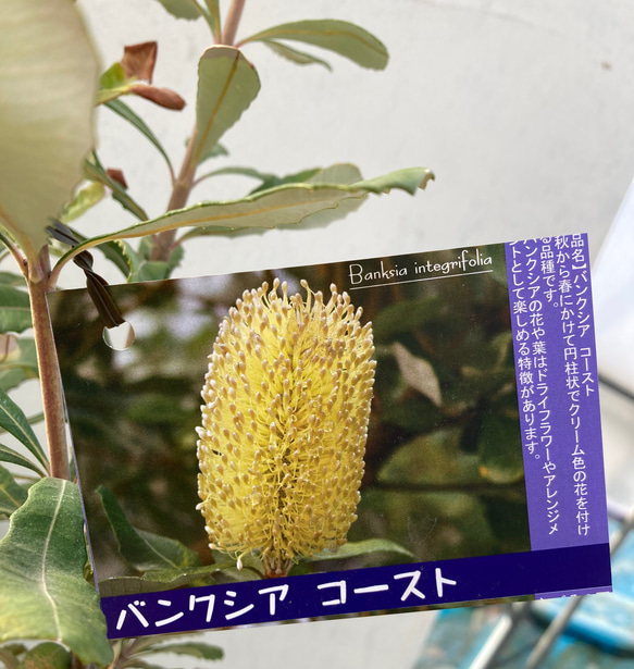バンクシア コースト☆特大株☆ガーデニング☆ドライフラワー バンクシア コースト☆特大株☆ガーデニング☆ドライフラワー