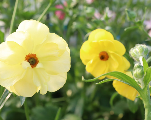 ラナンキュラス♪ラックス♪大株♪球根♪ガーデニング アートフラワー