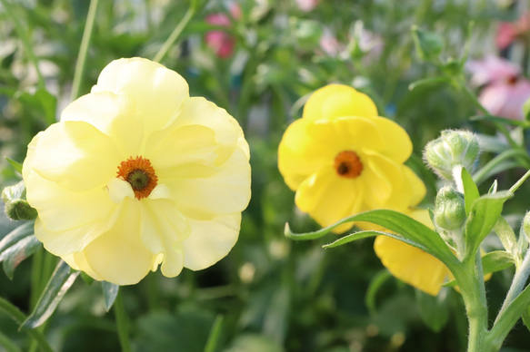 ラナンキュラス♪ラックス♪大株♪球根♪ガーデニング アートフラワー