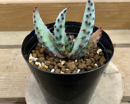 735a5ea0001ac6366d1c2fef316bb6