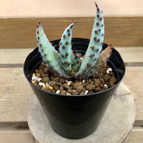 アロエ マルロシー（鬼切丸） 多肉植物 plant life 通販 15584297