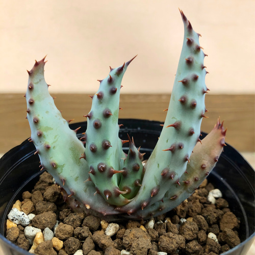 アロエ マルロシー（鬼切丸） 多肉植物 plant life 通販 15584297