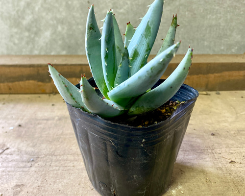 アロエ ペグレラエ 多肉植物 plant life 通販 15584300｜Creema(クリーマ)