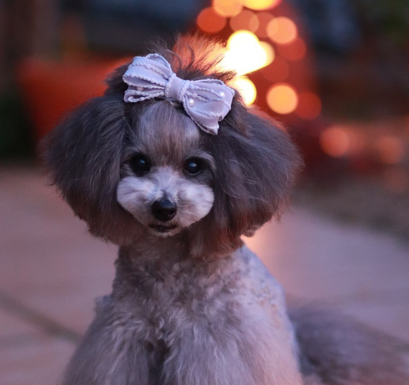 【シャルム】犬バレッタ　犬リボン　犬用りぼん 1枚目の画像