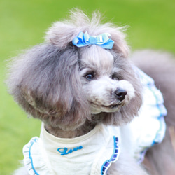 【フルー】犬用リボン　犬用りぼん 8枚目の画像