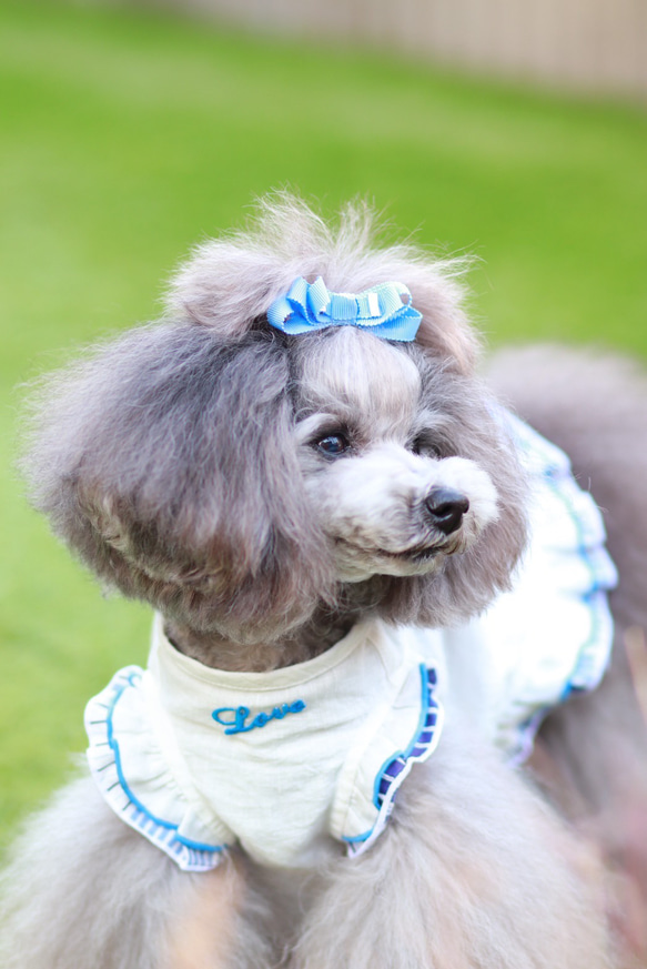 【フルー】犬用リボン　犬用りぼん 8枚目の画像