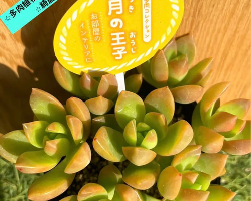 ✨✨送料込みプライスにしました！✨✨】⭐︎多肉植物 黄麗 月の王子 