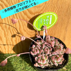 【✨✨送料込みプライスにしました！✨✨】⭐︎多肉植物 プロリフェラ❶pot分⭐︎花⁈が咲いてる⭐︎ 1枚目の画像