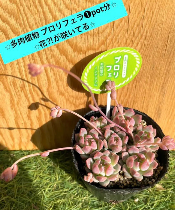 【✨✨送料込みプライスにしました！✨✨】⭐︎多肉植物 プロリフェラ❶pot分⭐︎花⁈が咲いてる⭐︎ 1枚目の画像