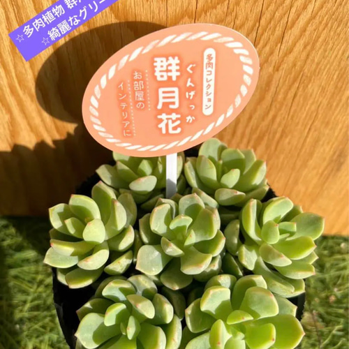 群生株@2380】七福神 F)七福神(子株8個付き)群生 | RuPo 多肉植物専門