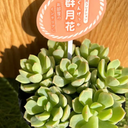 ✨✨送料込みプライスにしました！✨✨ ⭐︎多肉植物 群月花 ❶pot分⭐︎綺麗なグリーン⭐︎ 2枚目の画像