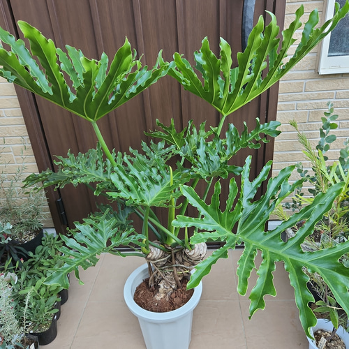 ダイナミック☆カッコいい！！ フィロデンドロンセローム 根上がり