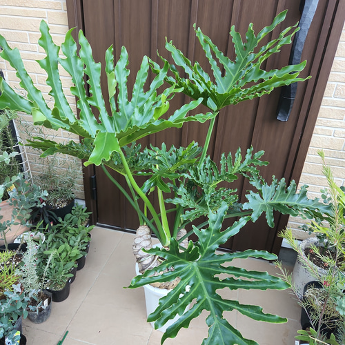 フィロデンドロン　セローム　根上がり　鉢入り　送料無料 セローム 根上がり | berries online shop