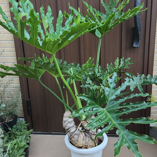 ダイナミック☆カッコいい！！ フィロデンドロンセローム 根上がり 鉢植え 苗 盆栽 fleurir フルリール 通販｜Creema(クリーマ)  15584478