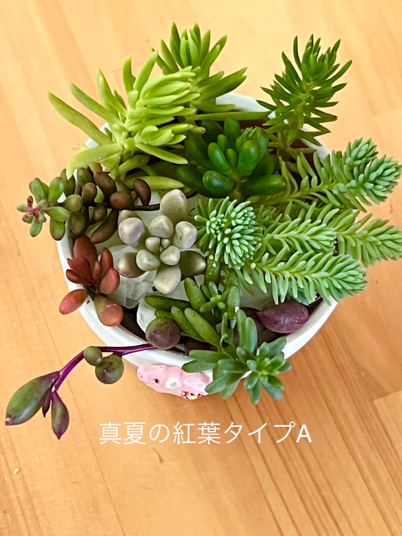 販売開始♡⃛＊多肉植物＊紅葉タイプ品種♡A＊カット苗 2枚目の画像