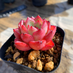 多肉の寄せ植え★flower bike フラワーバイク 赤色★ 544.多肉植物 寄せ植え エケベリア属 優選新マジックファイヤー（単