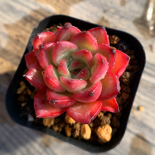 544.多肉植物 寄せ植え エケベリア属 優選新マジックファイヤー（単