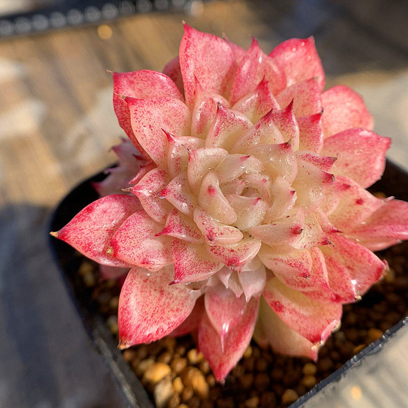 多肉植物 エケベリア ドロップセゴビア 極上苗 楽天市場】多肉植物 sk