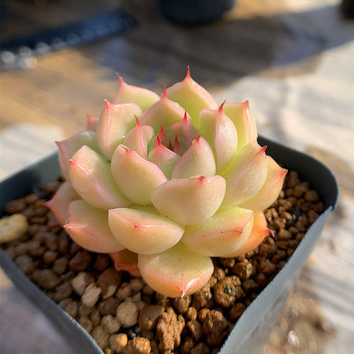 モロッコ 新種 多肉植物