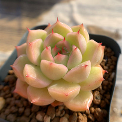 546.多肉植物 寄せ植え エケベリア属 海王（単) 抜き苗 アートフラワー