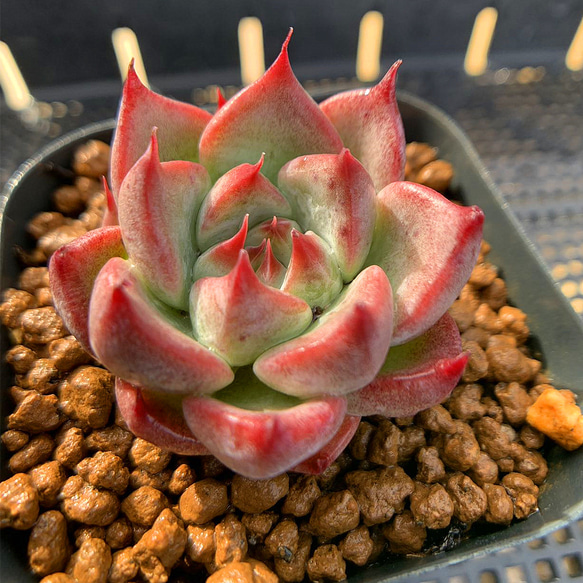 548.多肉植物 寄せ植え エケベリア属 天空の城 抜き苗 アートフラワー