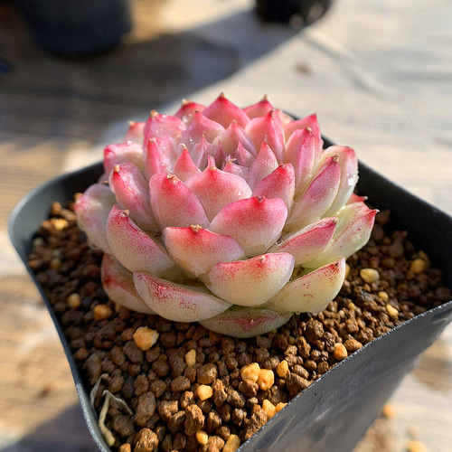 549.多肉植物 寄せ植え エケベリア属 花桃 新品種 抜き苗 アート