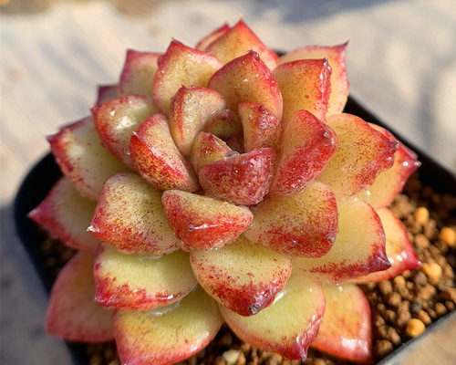 552.多肉植物 寄せ植え エケベリア属 チョコレートローズ 抜き苗