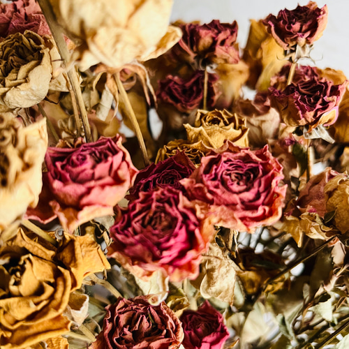 薔薇ドライフラワー antique ドライフラワー 花工房 champ de