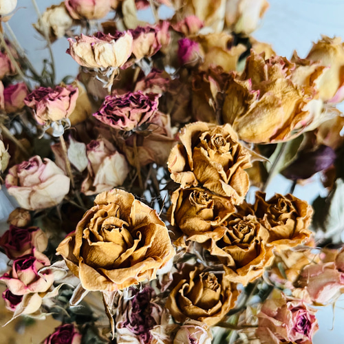 薔薇ドライフラワー antique ドライフラワー 花工房 champ de fleure
