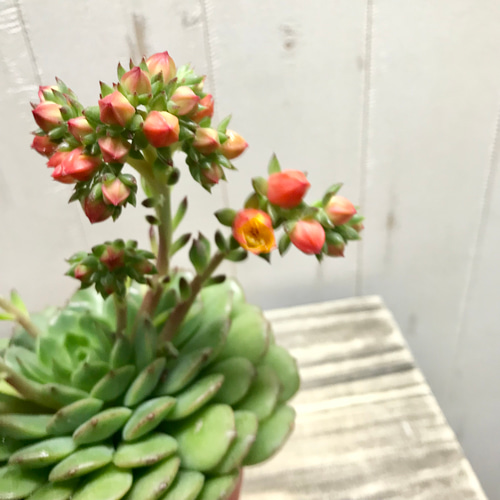 開花中♡ 多肉植物 サボテン エケベリア オレンジ花品種 4号鉢
