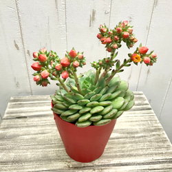 開花中♡ 多肉植物 サボテン エケベリア オレンジ花品種 4号鉢